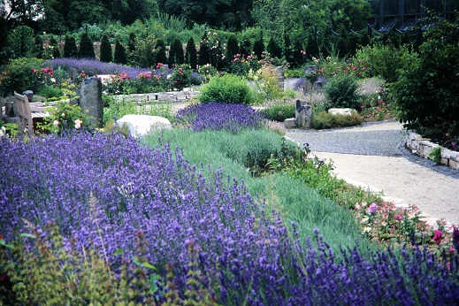 Ein Lavendelband zieht sich durch den Duftgarten 1996